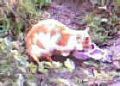 cat0020.jpg