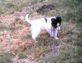 dog0010.jpg
